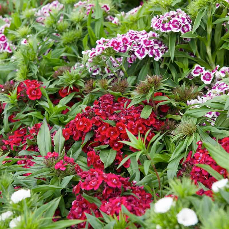 planting sweet william seeds Bulk Sweet William Seeds