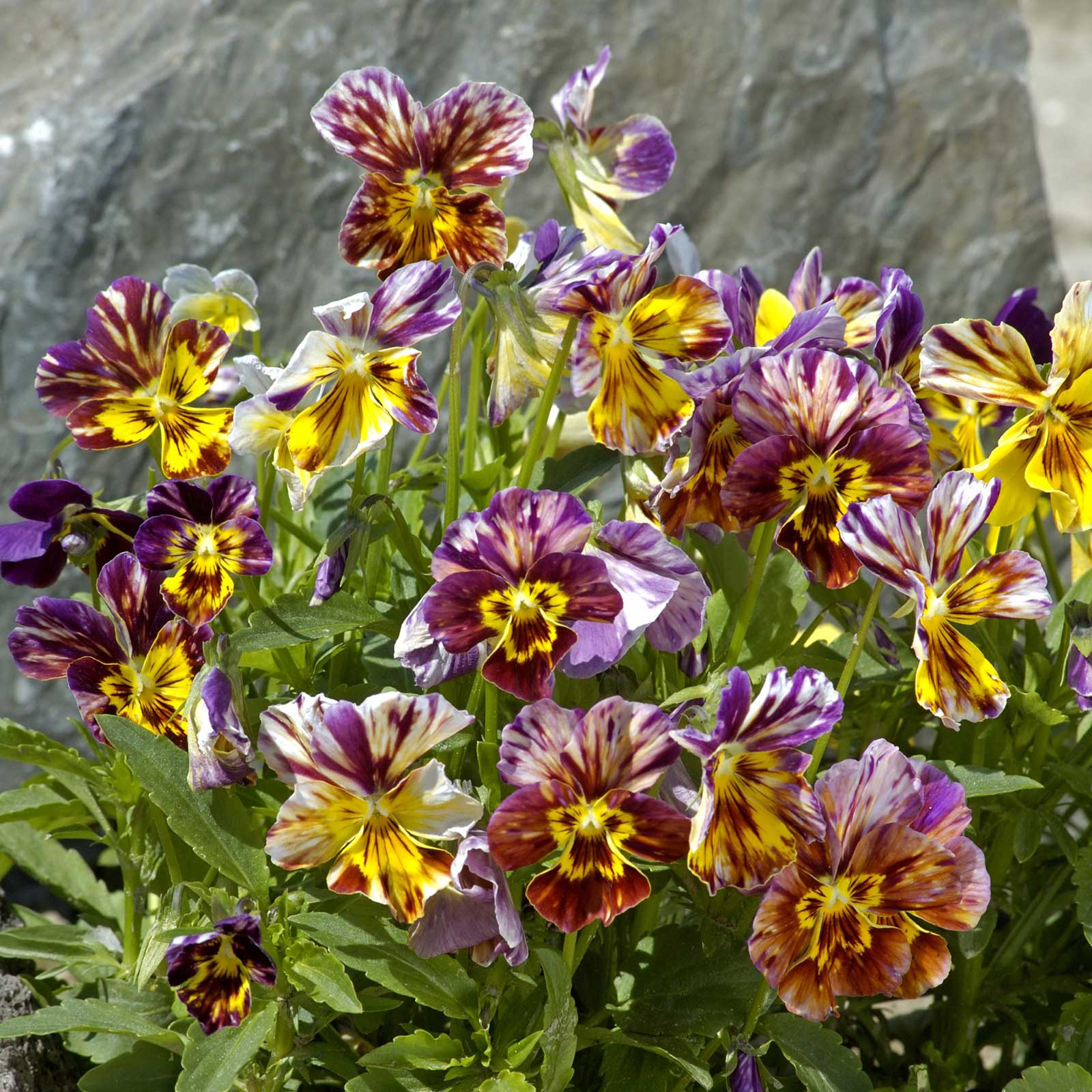 viola plant seeds Bulk Viola Seeds - Brush Strokes