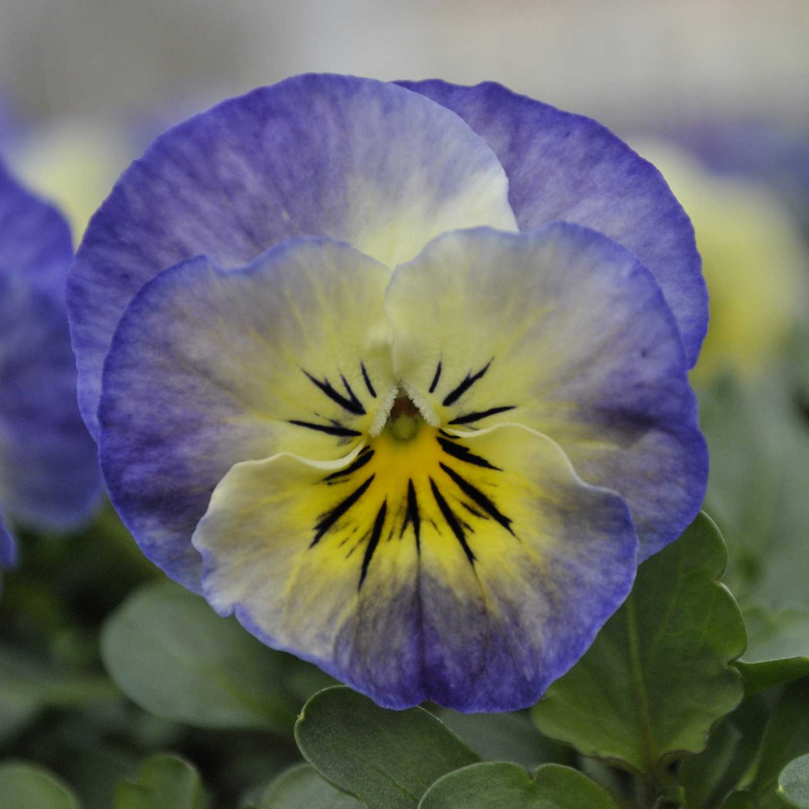 viola flower seeds Bulk Viola Seeds - Sorbet XP Neptune | Flower Seeds