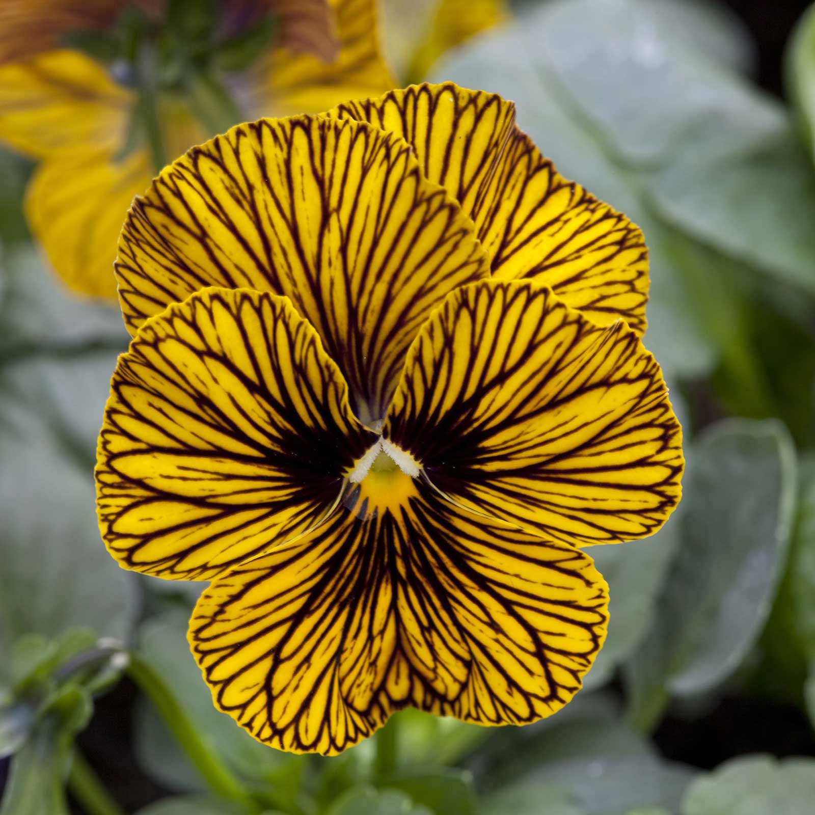 viola flower seeds Bulk Viola Seeds - Tiger Eye Yellow | Flower Seeds