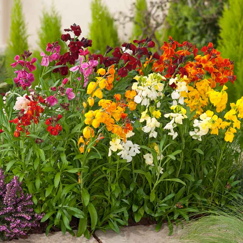 wall flower seeds Bulk Wallflower Seeds