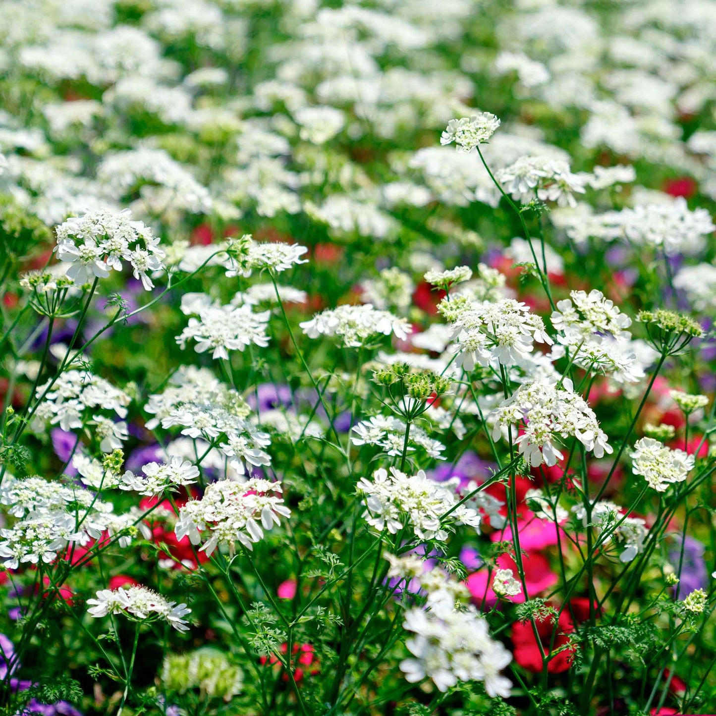 Field of white lace flowers with a blurred background