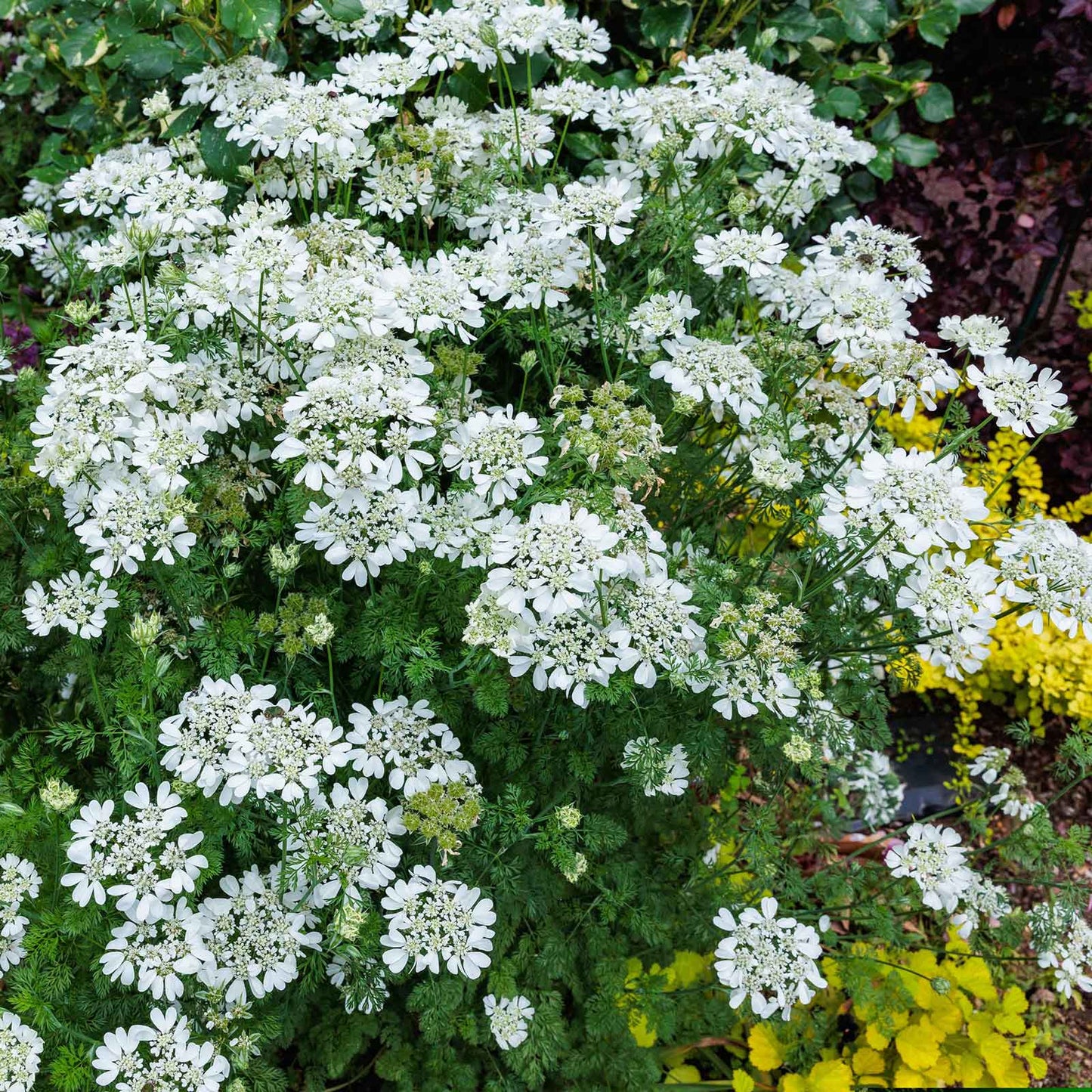 White lace flowers with green leaves in a garden setting