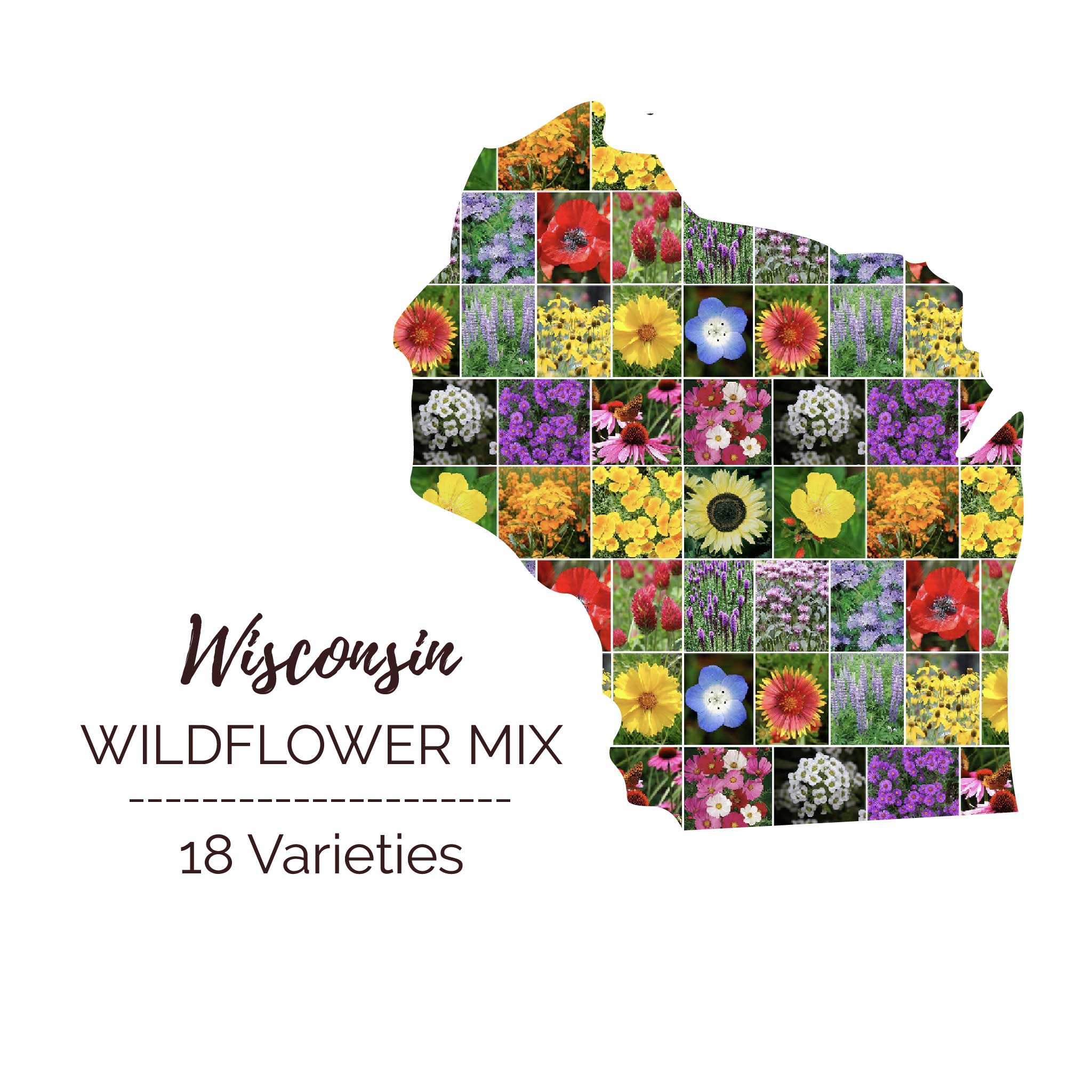 wisconsin native plant seeds Wisconsin Wildflower Seed Mix