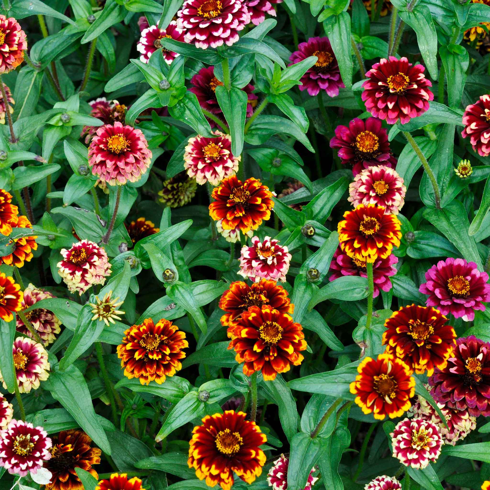 Bulk Zinnia Seeds - Aztec Sunset | Bulk Wildflowers