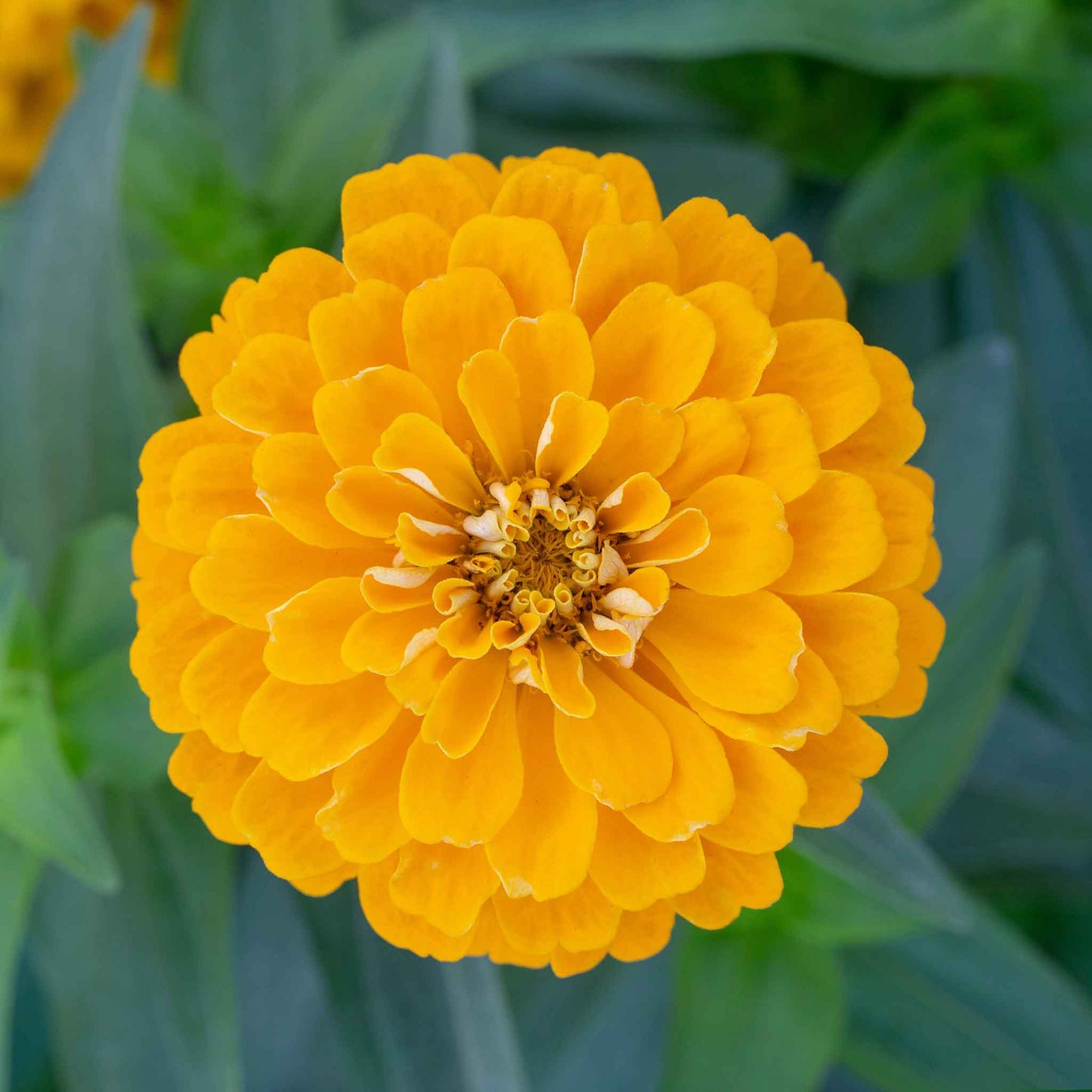 zinnia benary giant golden yellow