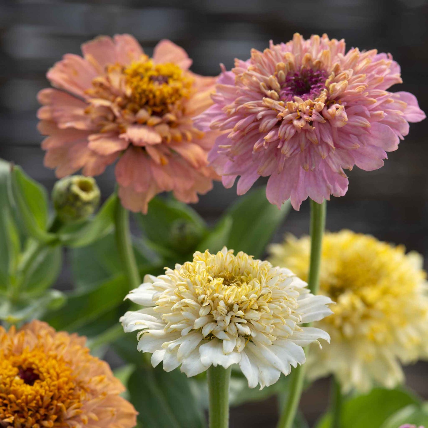 zinnia cresto peaches and cream