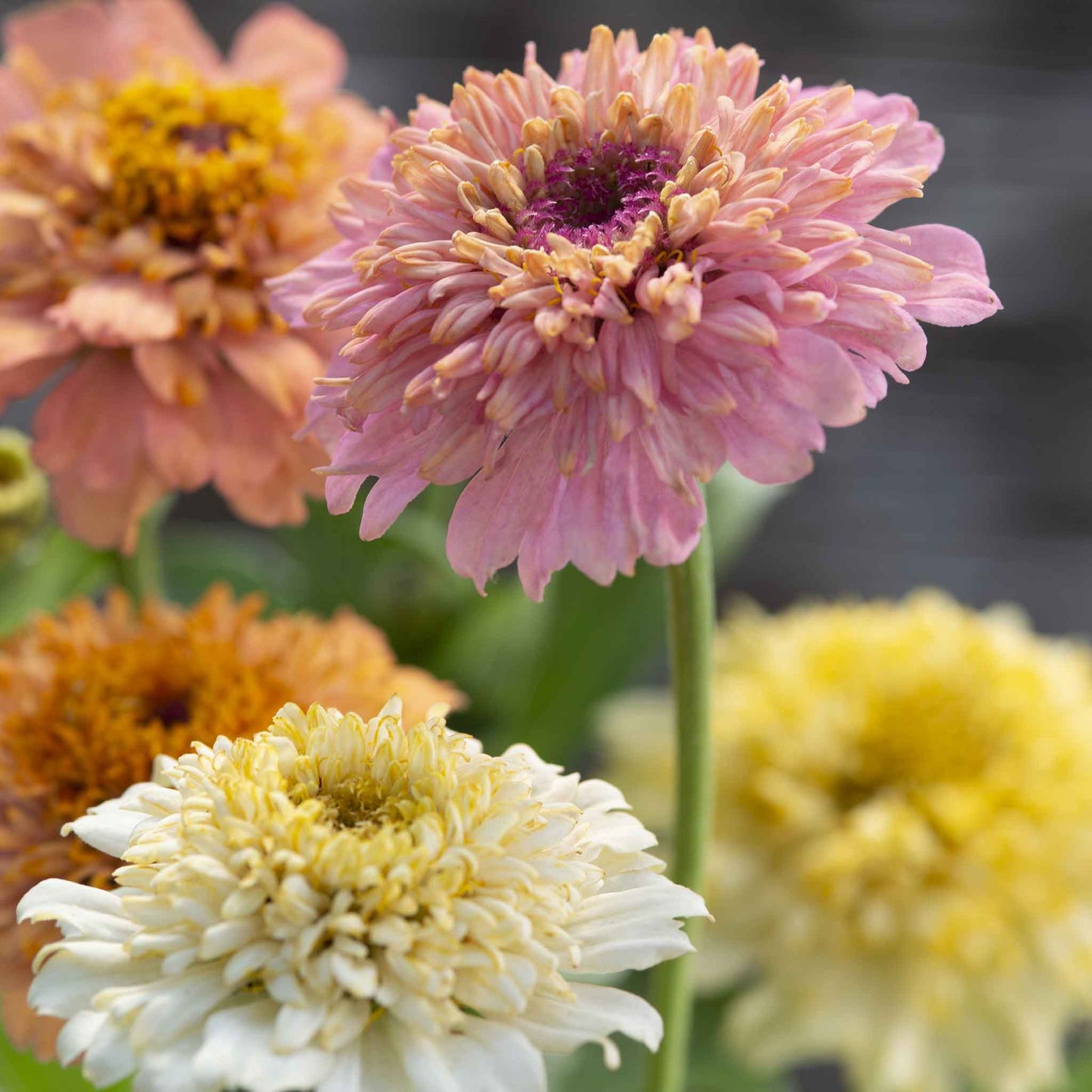 zinnia cresto peaches and cream