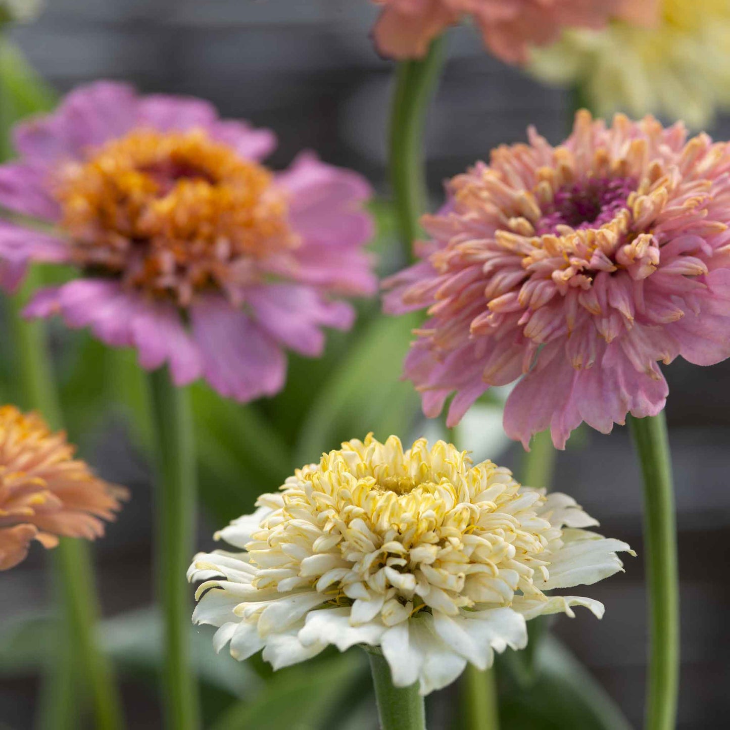 zinnia cresto peaches and cream