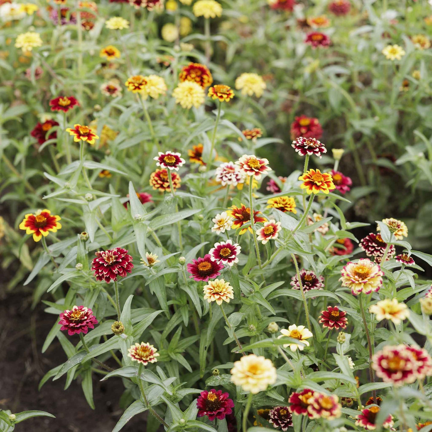 zinnia jazzy mix