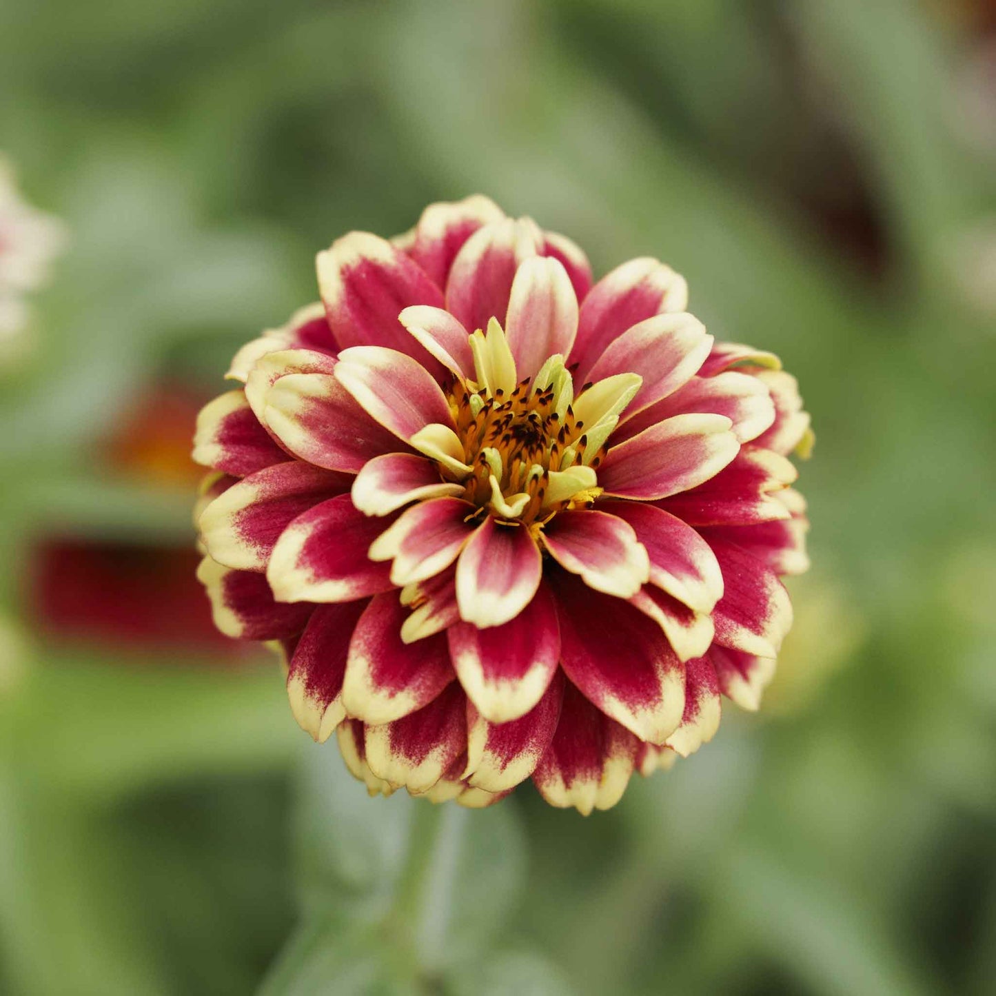 zinnia jazzy mix