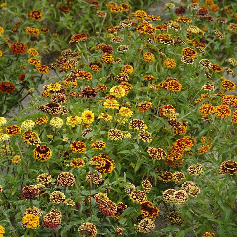 zinnia jazzy mix