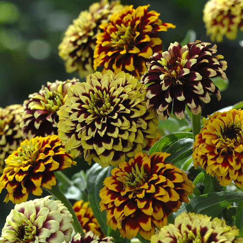 zinnia jazzy mix