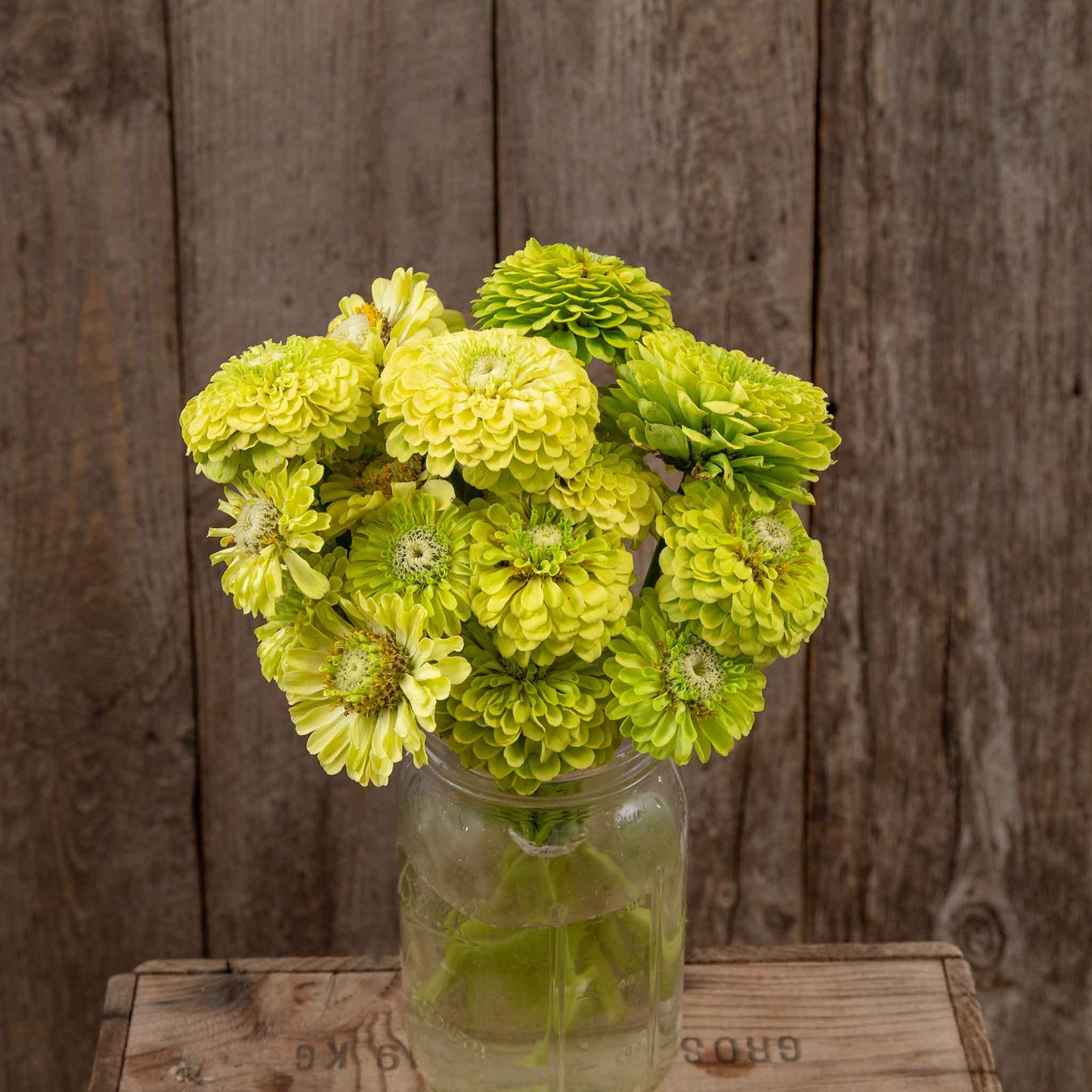 zinnia organic queeny lime