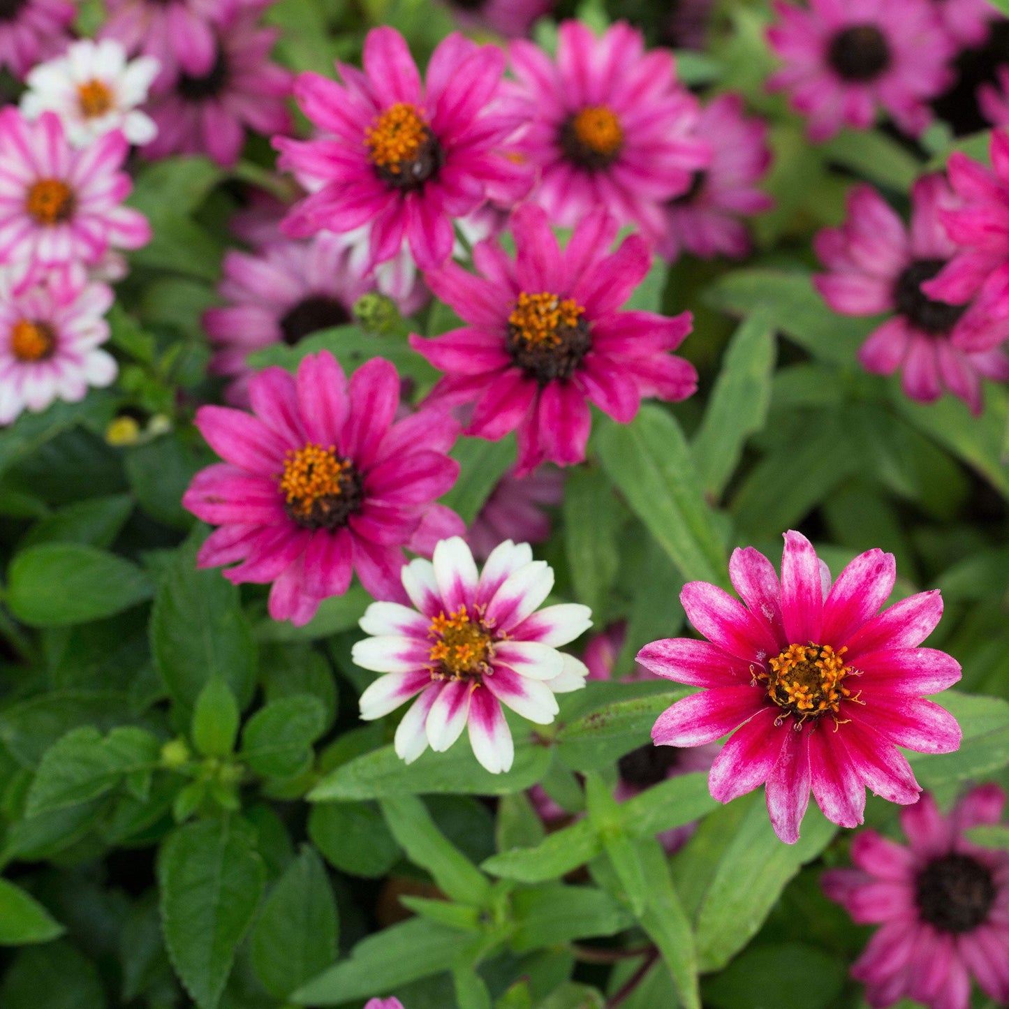 zinnia profusion cherry bicolor