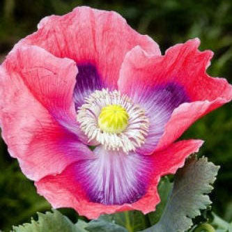 poppy somniferum hens and chicks