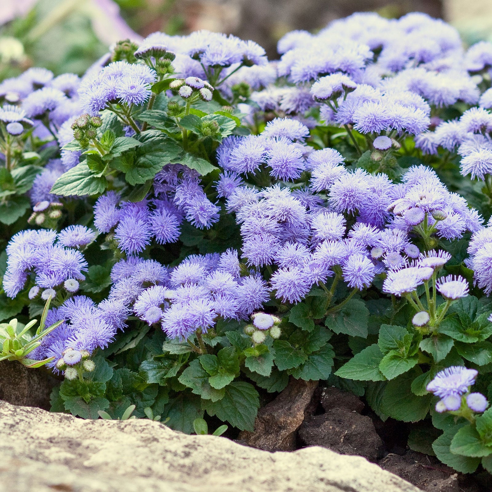 planting ageratum seeds Bulk Ageratum Seeds (Dwarf)