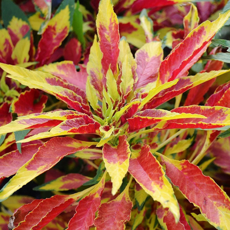 Perfecta Amaranthus