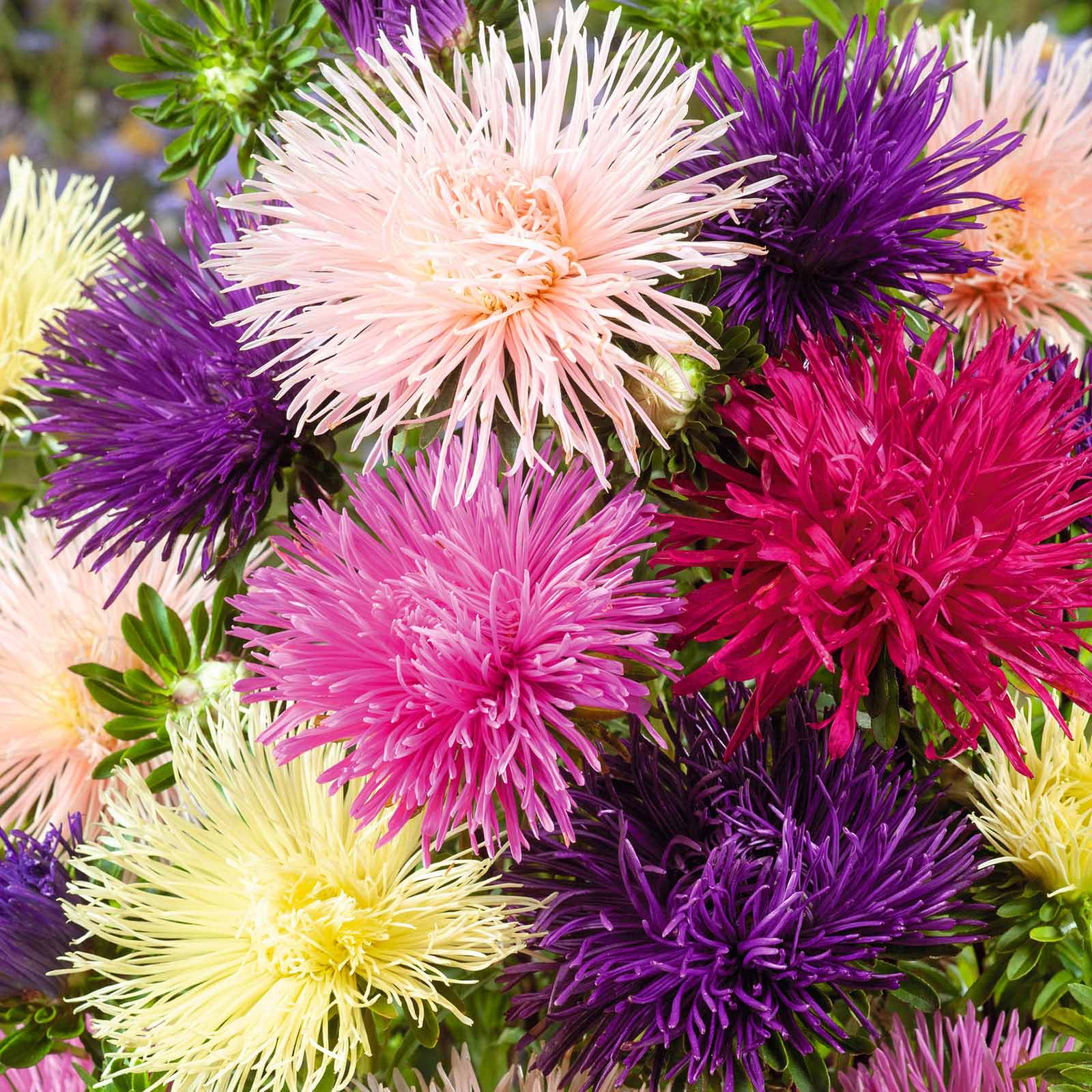 aster seeds planting Bulk Aster Seeds (Needle)
