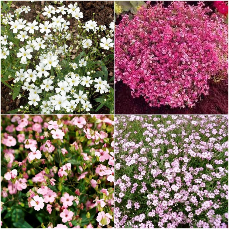 Mixed Babys Breath