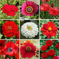 big red flower seed mix