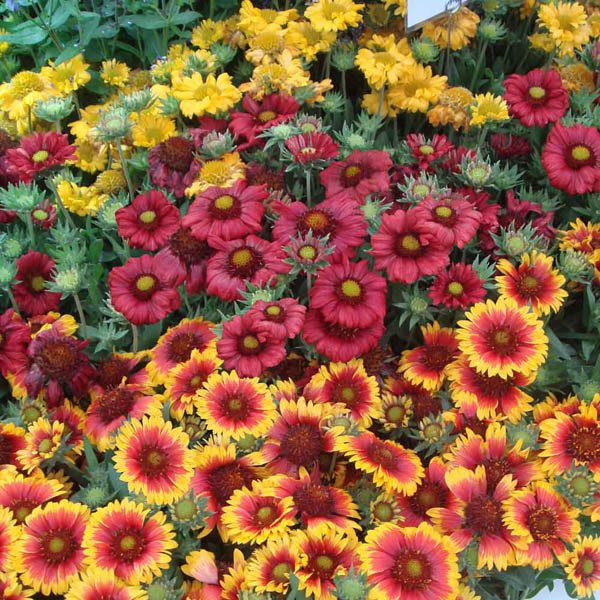 Single Mix Blanket Flower