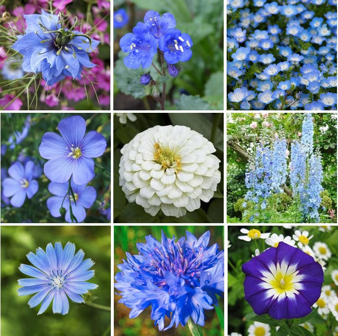 Bulk Blue Flower Seed Mix