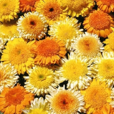 Kablouna Mix Calendula