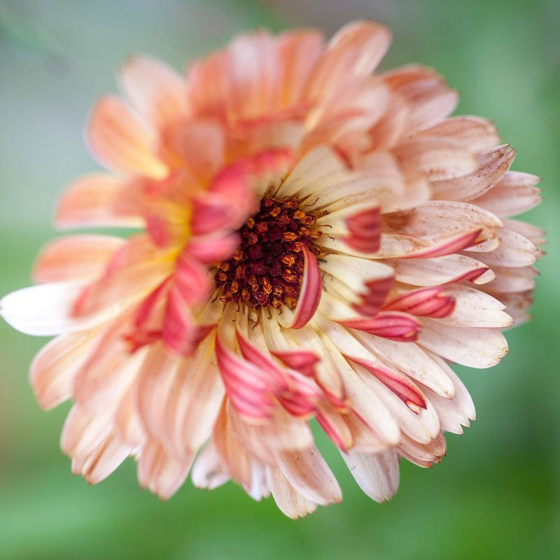 Sunset Buff Calendula