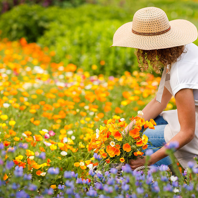 california flower seeds Bulk California Dreaming