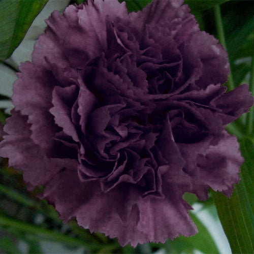 Grenadin King of Blacks Carnation