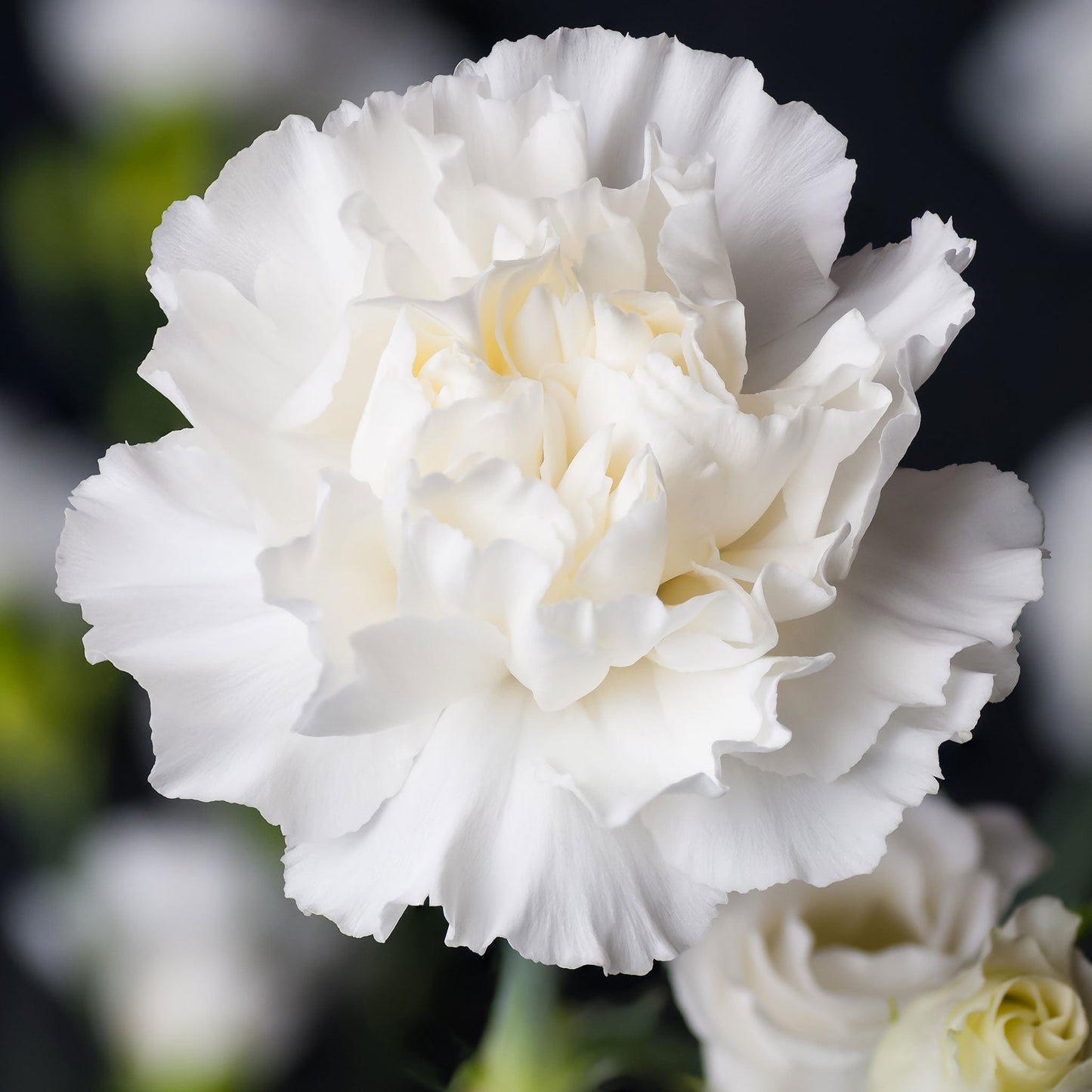 Jeanne Dionis Carnation