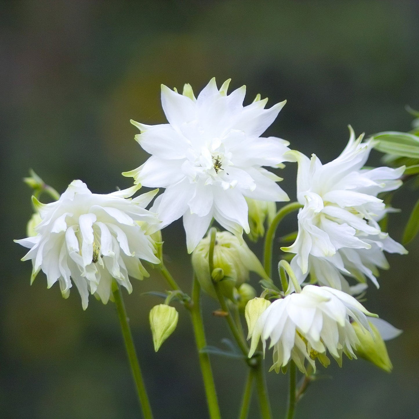 barlow mix columbine