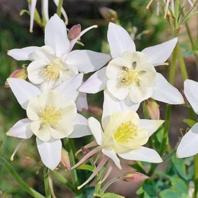 crystal star columbine