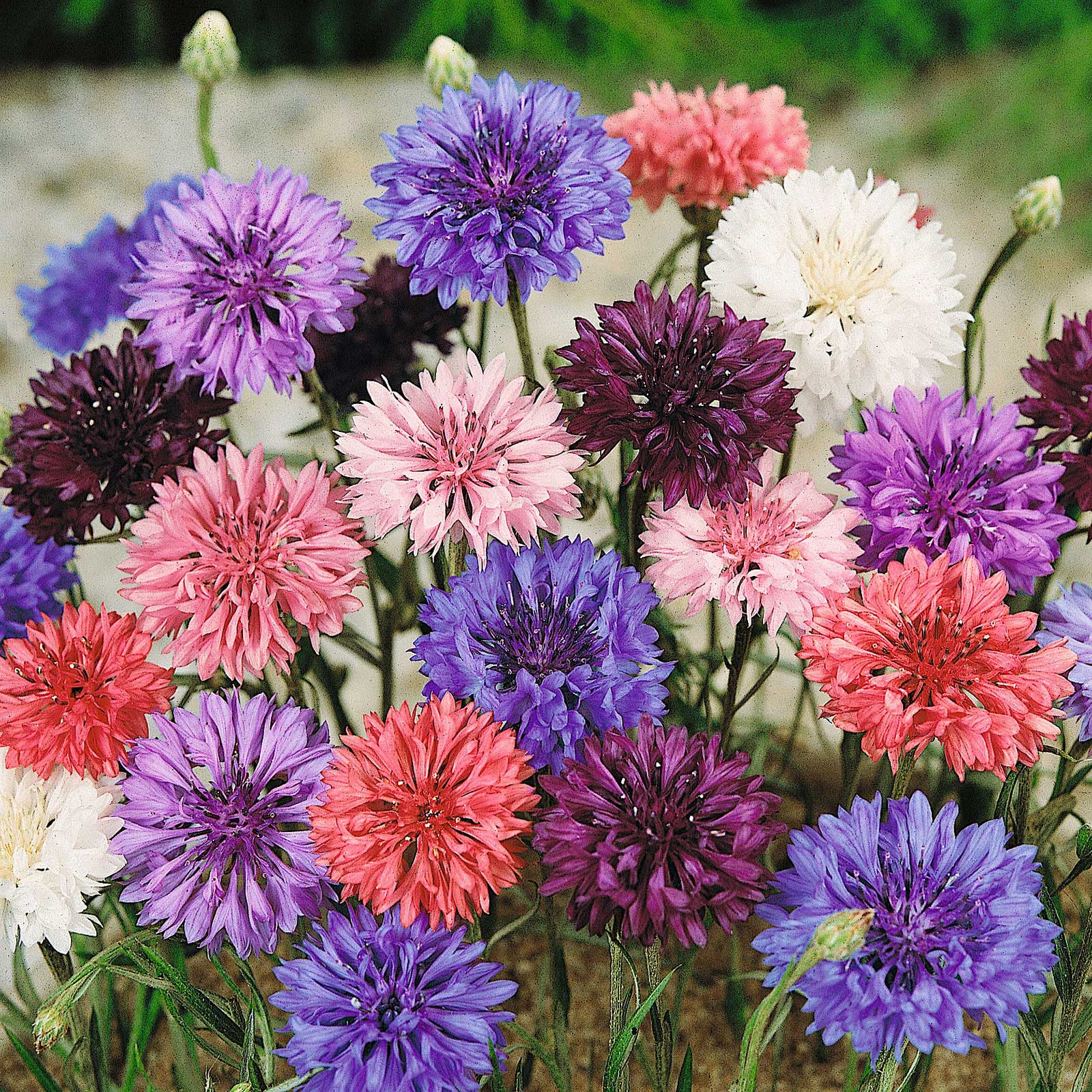planting cornflowers from seed Bulk Cornflower / Bachelor Button Seeds