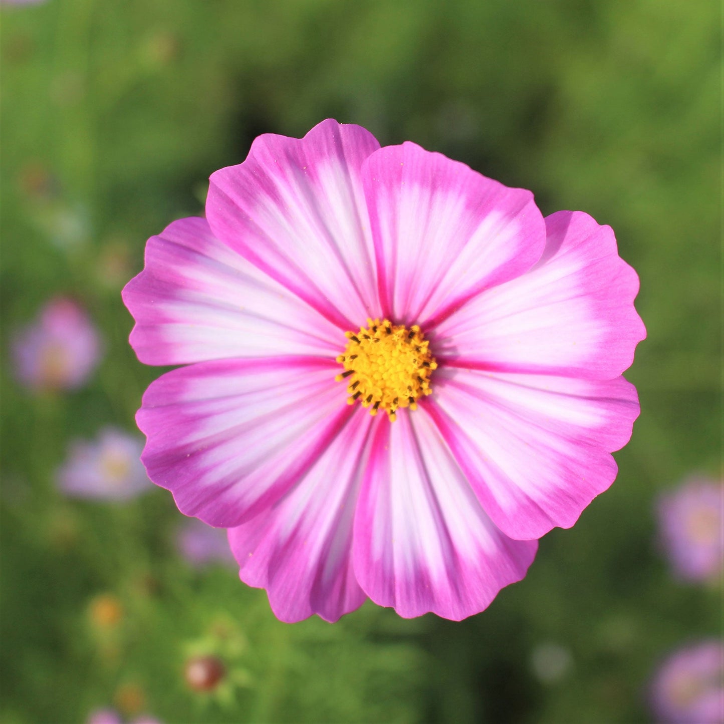 cosmos candystripe