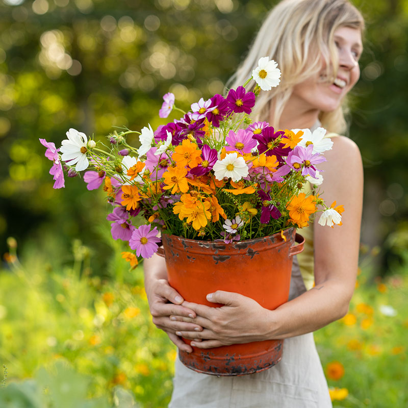 bulk cosmos flower seeds Bulk Crazy For Cosmos