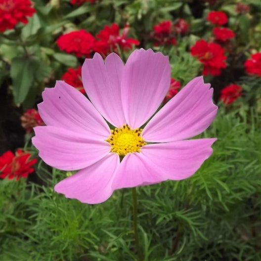 cosmos pinkie 