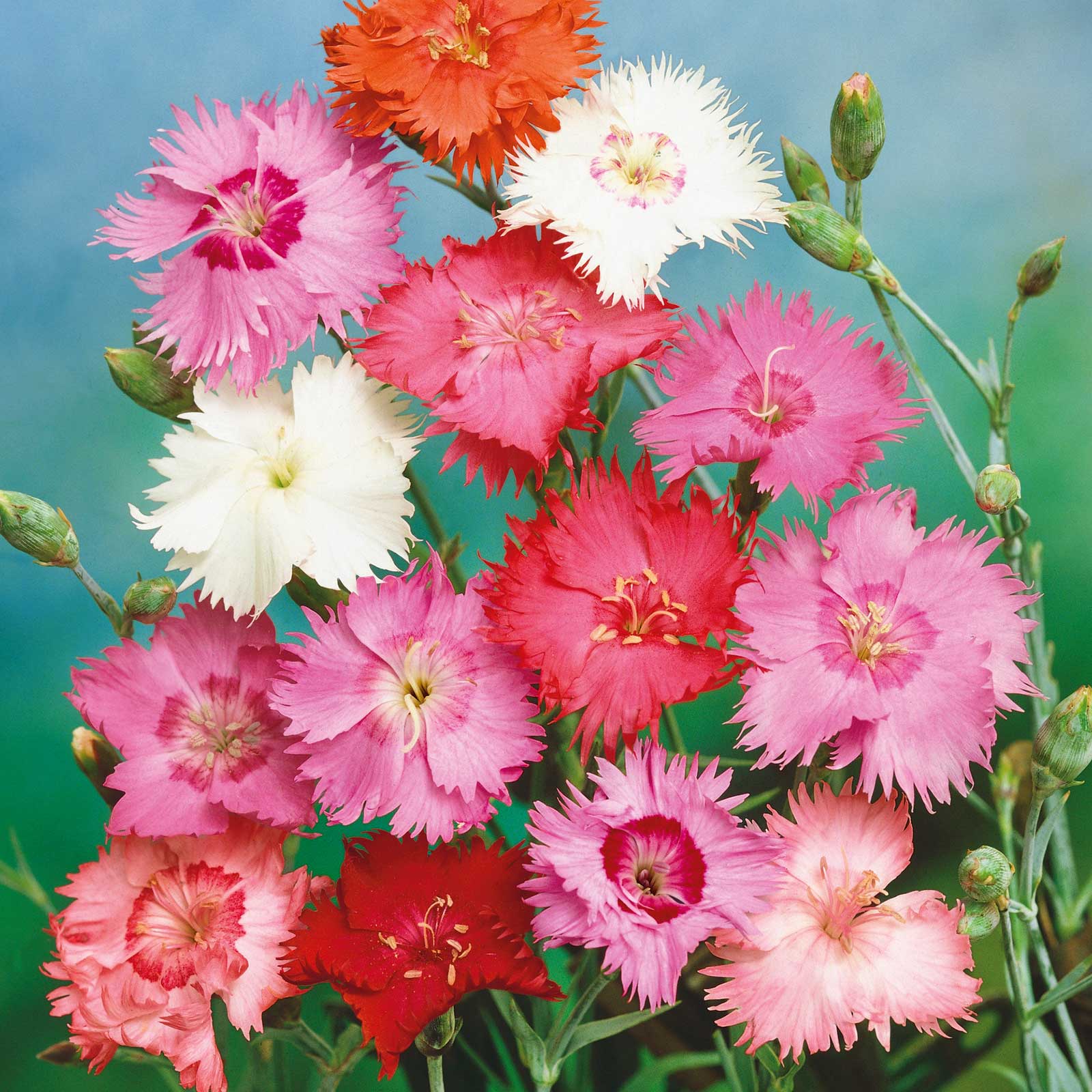 cottage flower seeds Cottage Pink - Spring Beauty | Flower Seeds Bulk