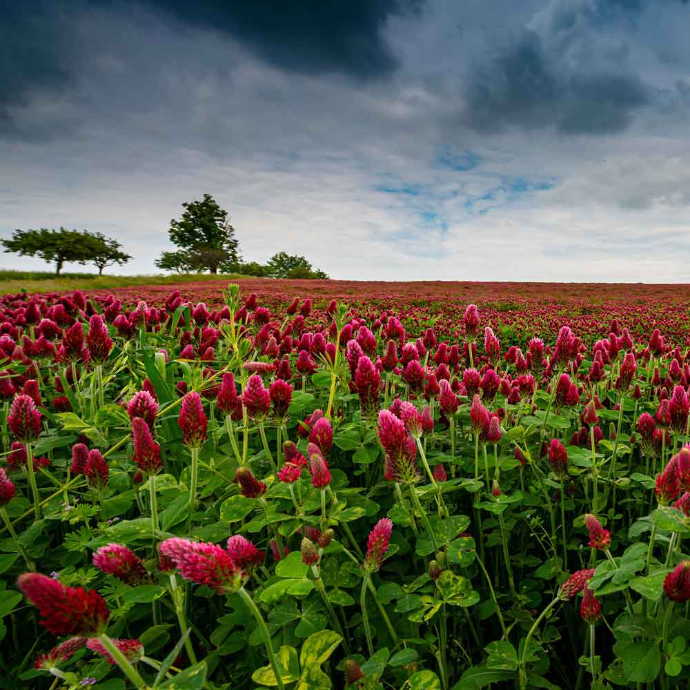 clover plant seeds Bulk Crimson Clover 5 Pounds