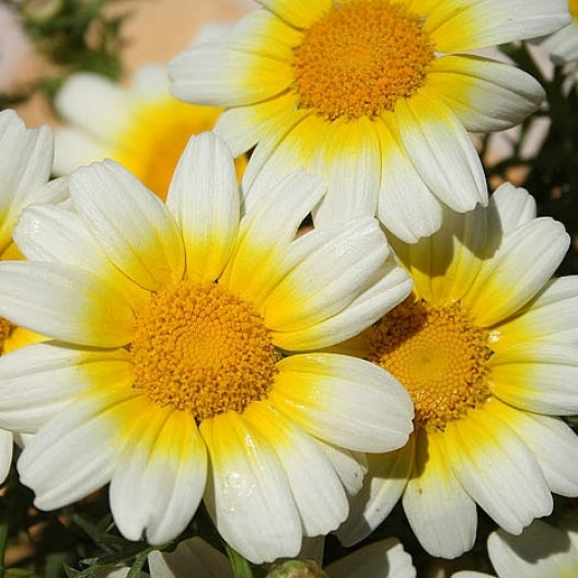 garland daisy