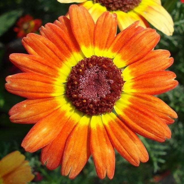 german flag daisy