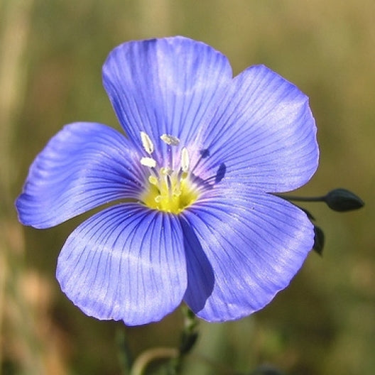 annual blue flax