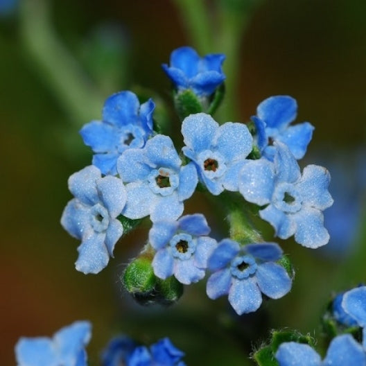 Bulk Chinese Forget Me Not Seeds 1 Ounce