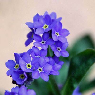Bulk Forget Me Not Seeds - Mixed Colors - 1 Ounce