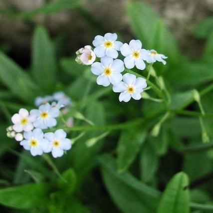 Bulk Forget Me Not Seeds - White 1 Ounce