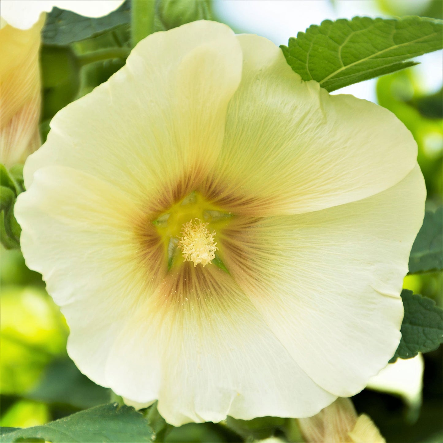 henry viii lemon hollyhock 