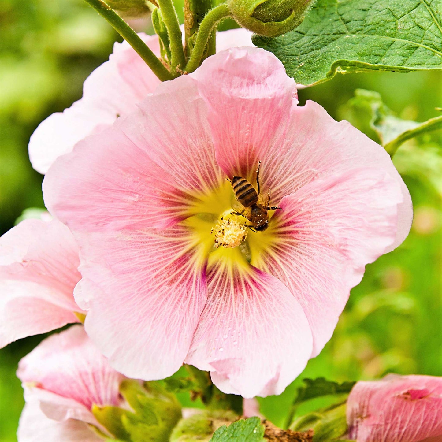 henry viii pink hollyhock 