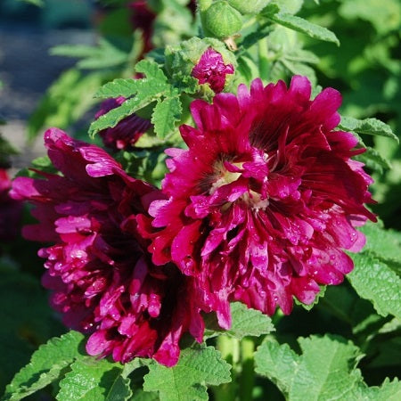 queeny mix purple hollyhock 