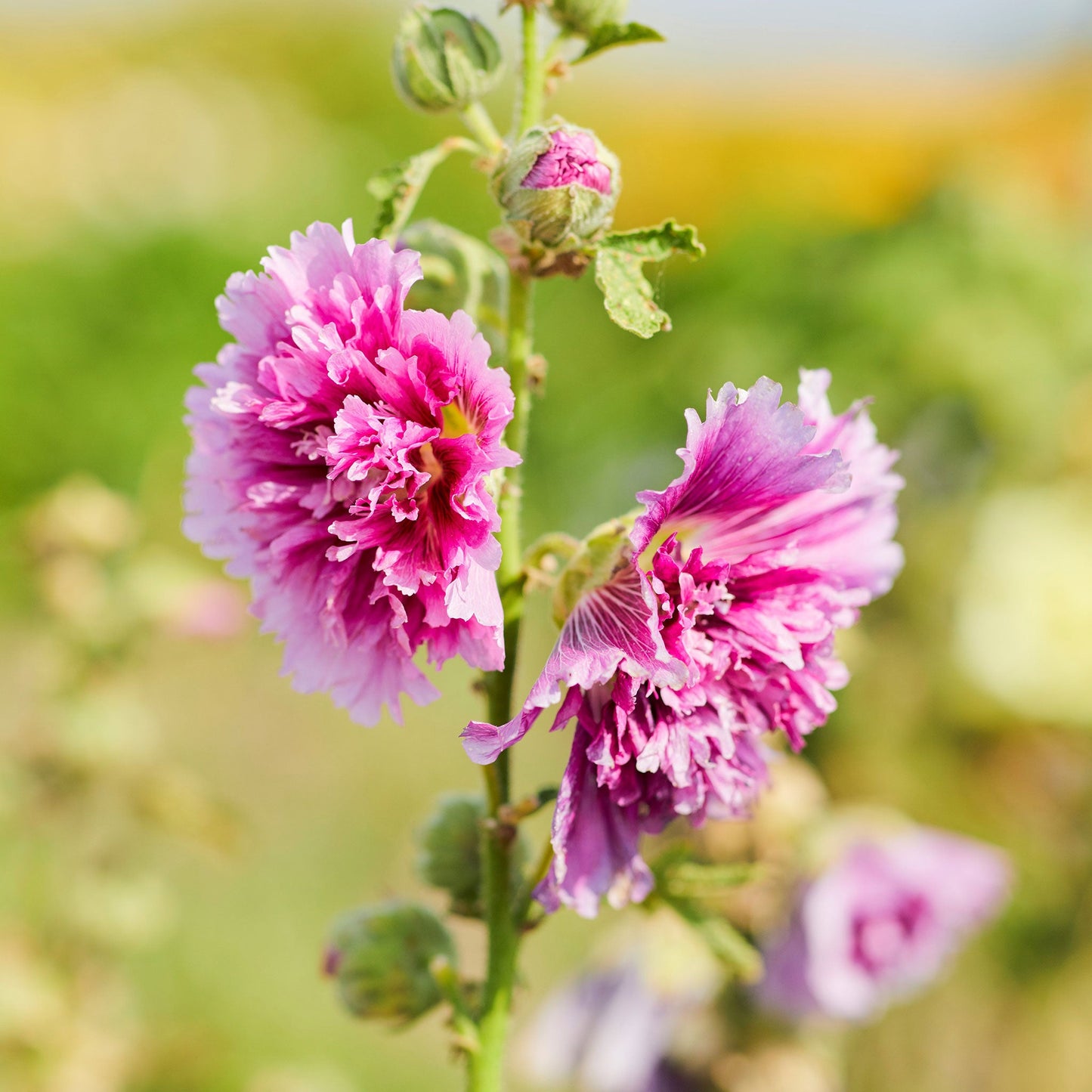 queeny mix purple hollyhock 